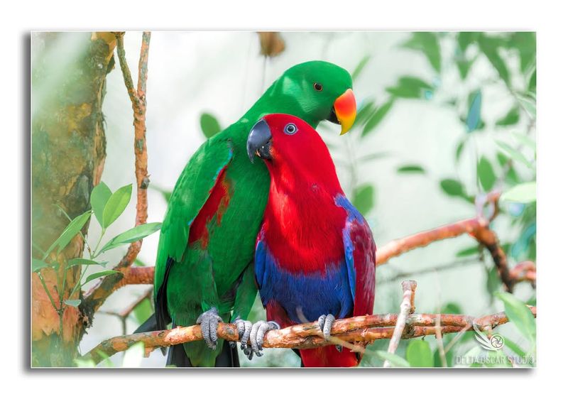 Eclectus Parrot