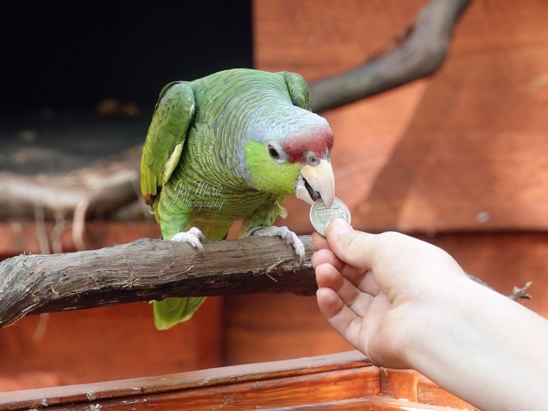 Amazon Parrot