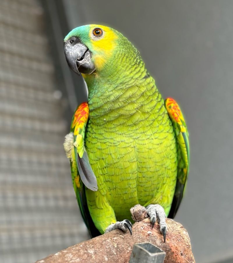 Amazon Parrot