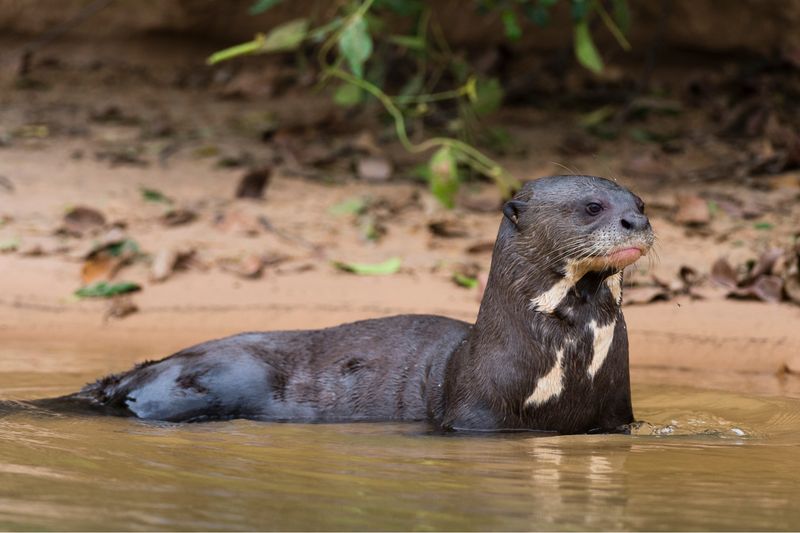 Giant Otter