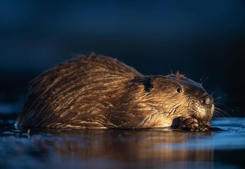 Eurasian Beaver