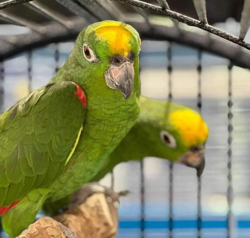 Amazon Yellow-Crowned Parrot