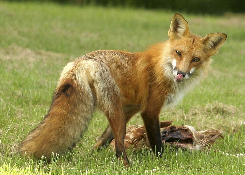 Red Fox