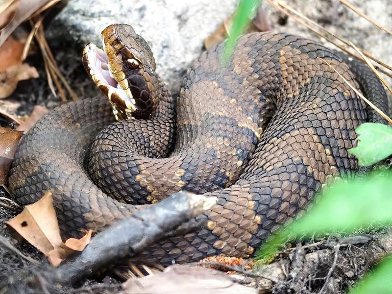 Cottonmouth Snake