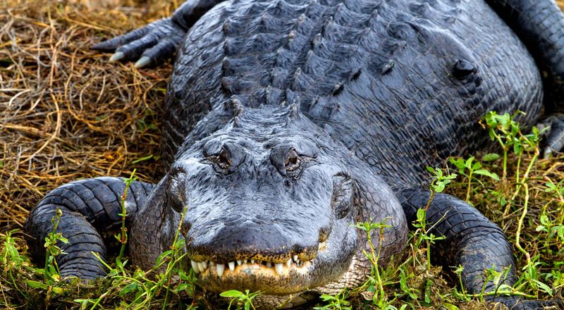 American Alligator