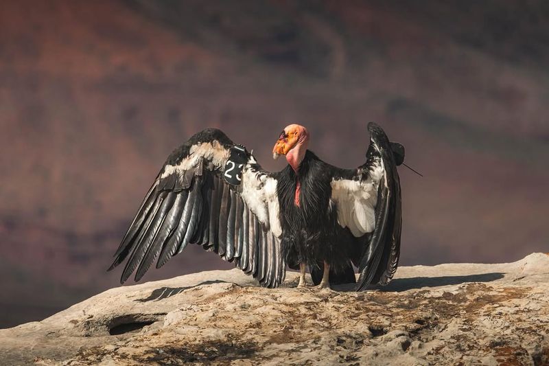 California Condor