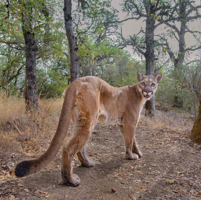 Mountain Lions