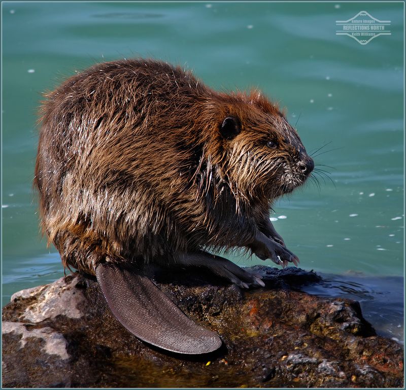 American Beaver