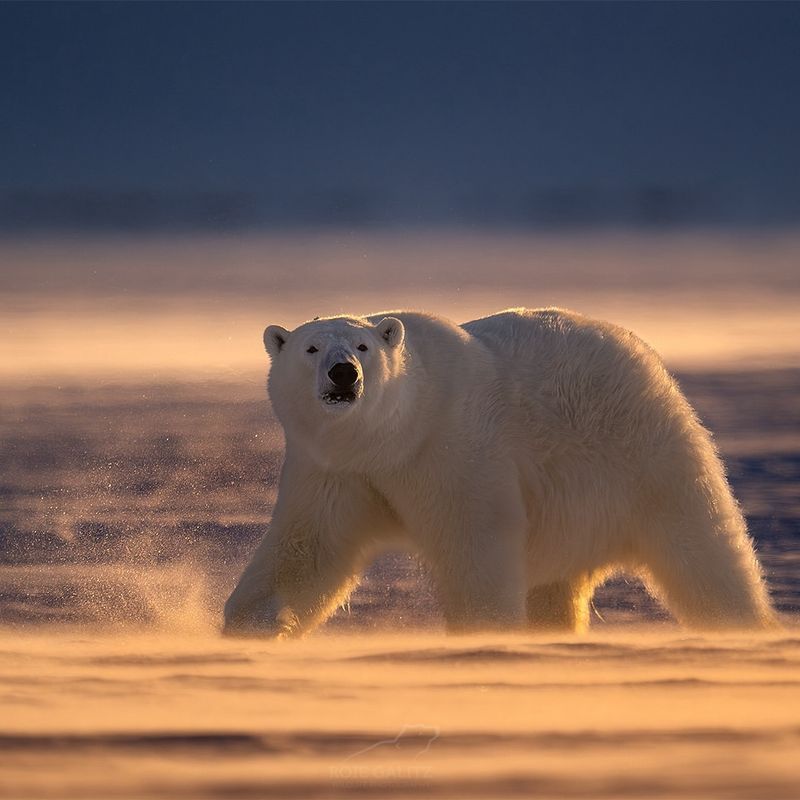 Polar Bear