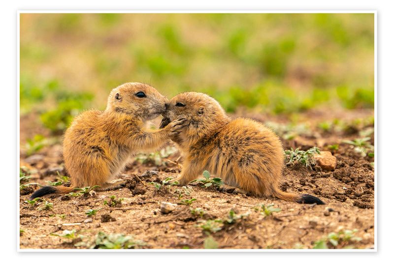 Prairie Dog