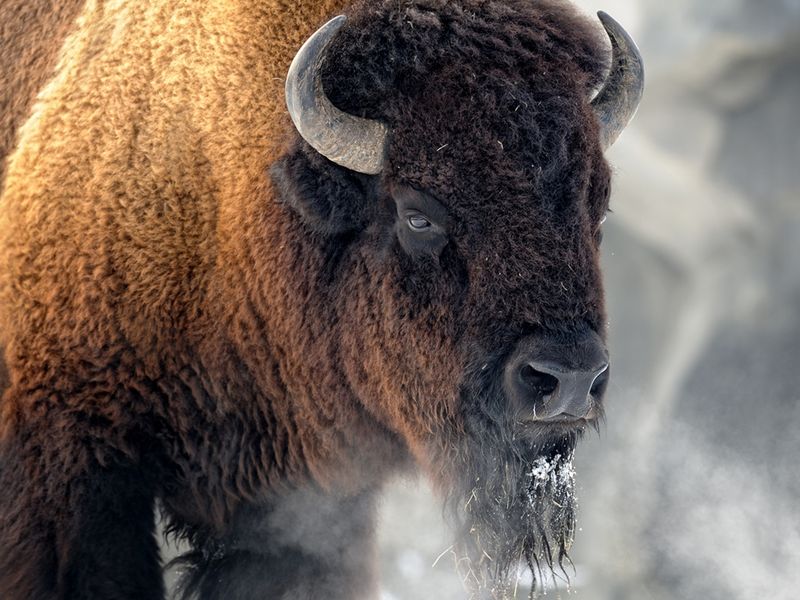 American Bison