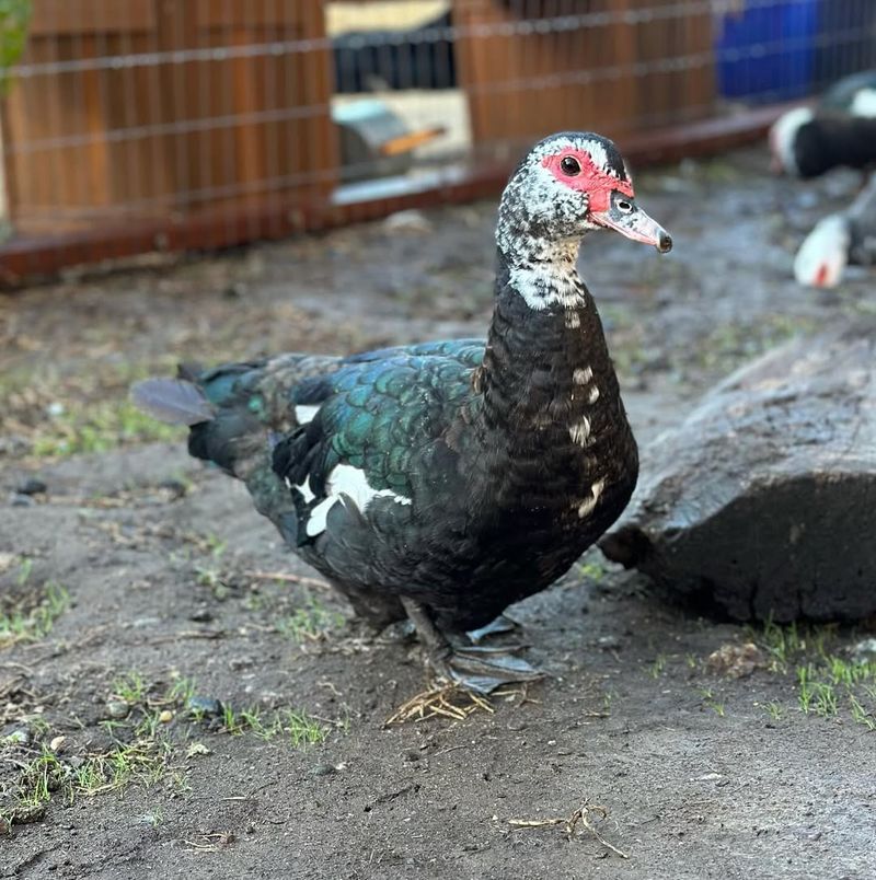 Muscovy Duck