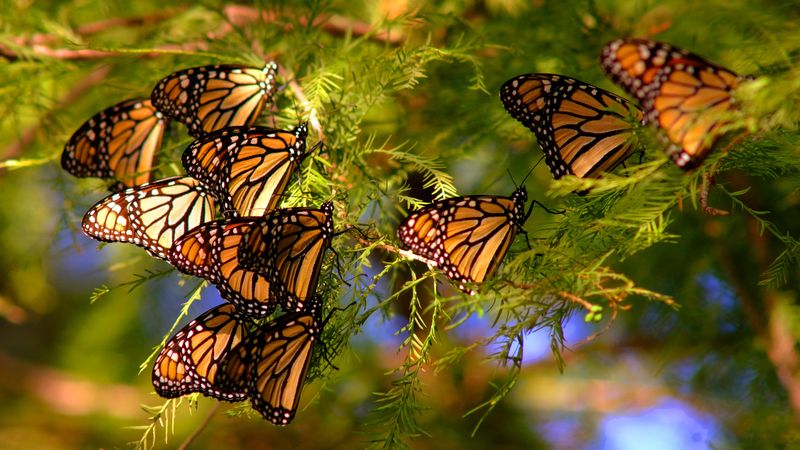 Monarch Butterfly