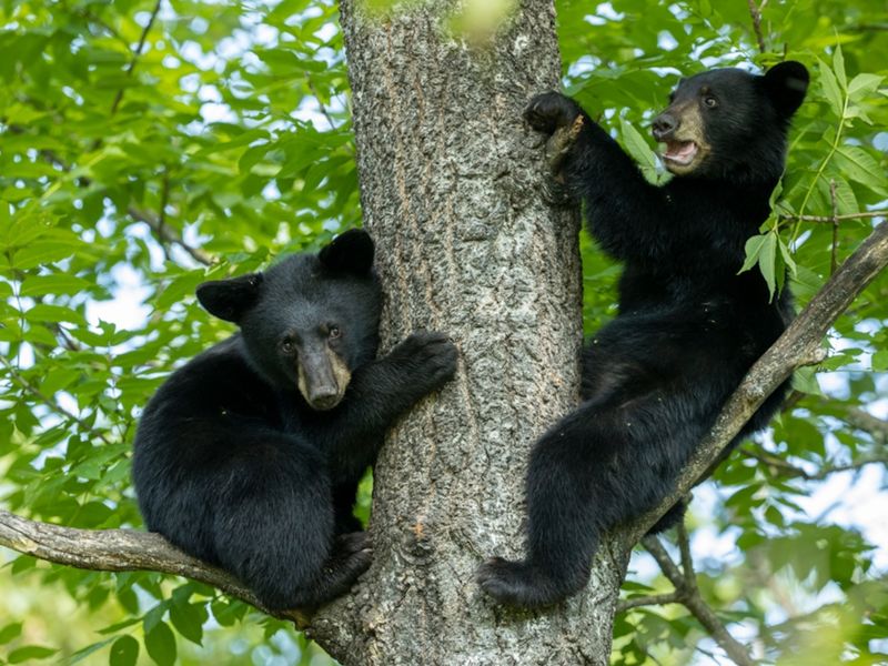 American Black Bear