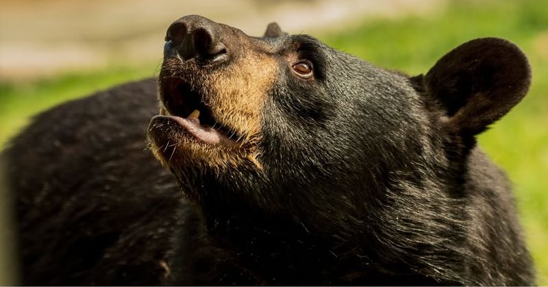 American Black Bear