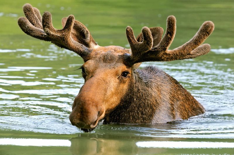 Moose