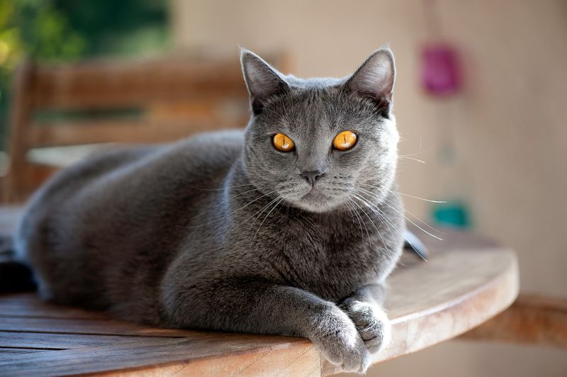 Chartreux