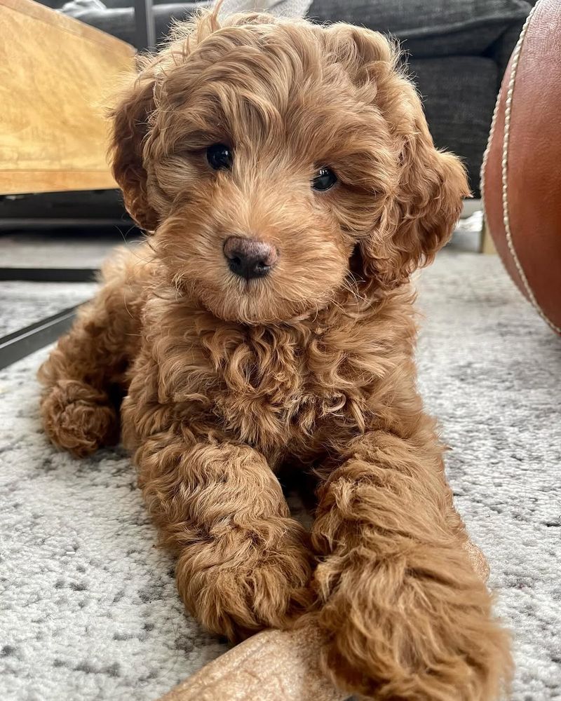 Golden Doodle