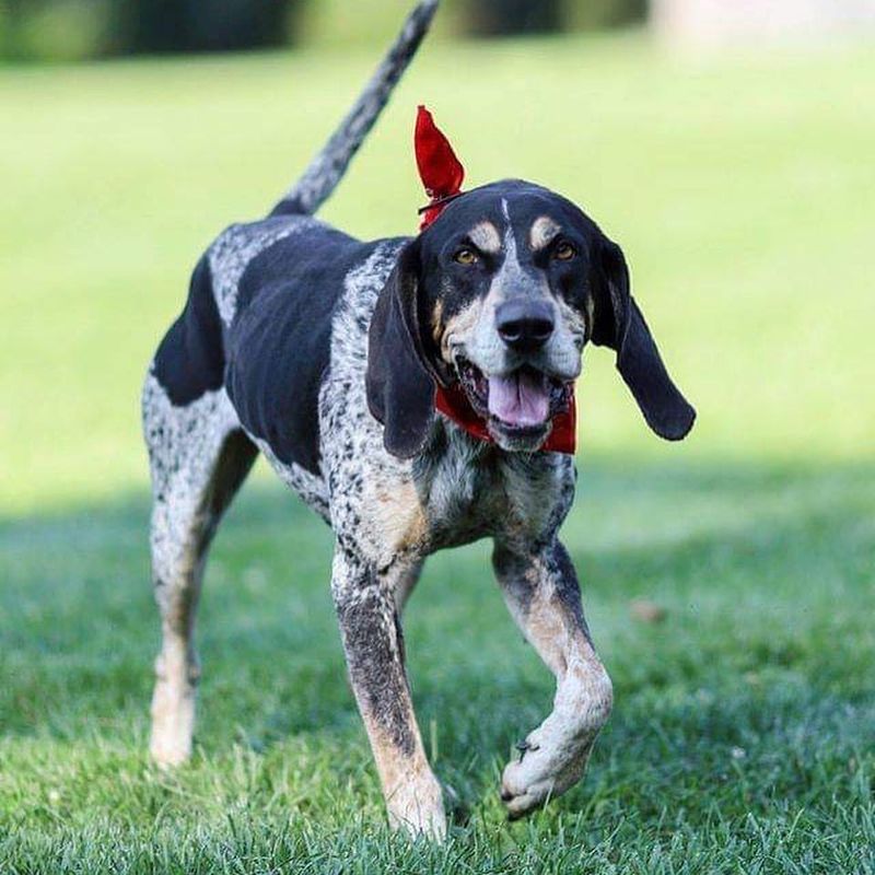 Bluetick Coonhound