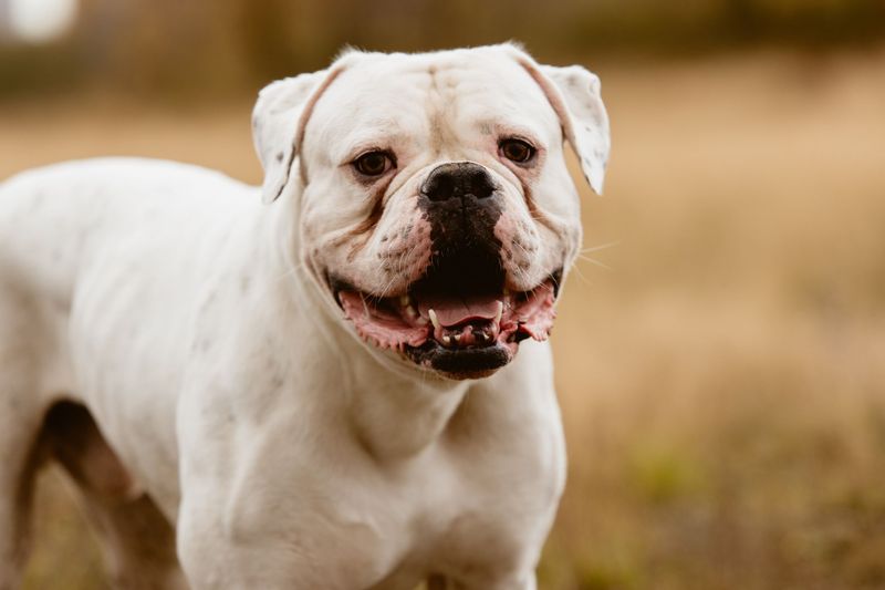 American Bulldog (White Variety)