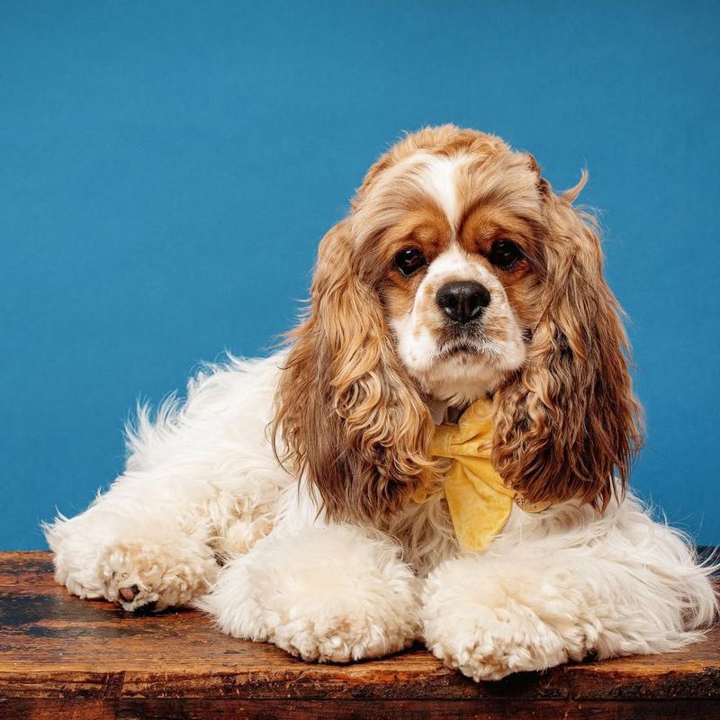 American Cocker Spaniel