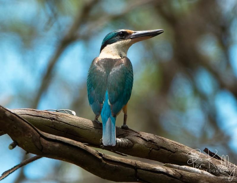 Kingfisher