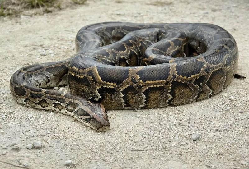 Burmese Python