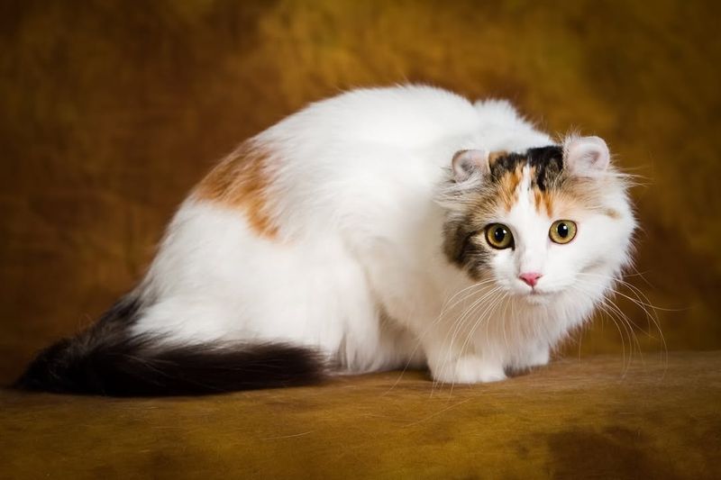 American Curl! Curled Ears, Endless Charm