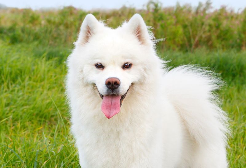 American Eskimo Dog