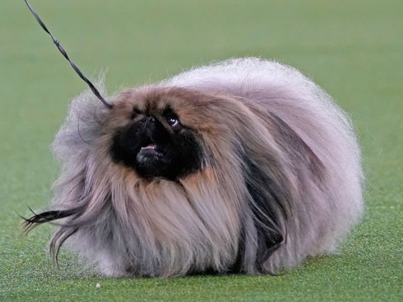 Pekingese