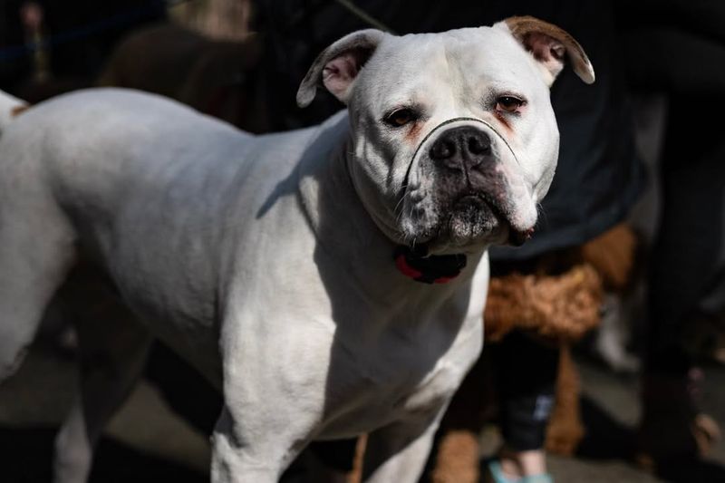 American Bulldog