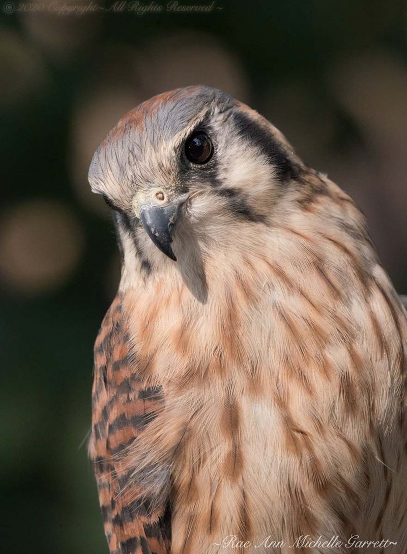 American Kestrel