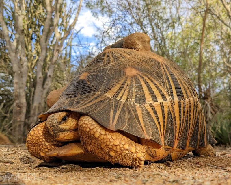 Madagascar Radiated Tortoise