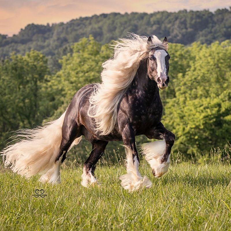 Gypsy Vanner - The Fairy Tale Horse