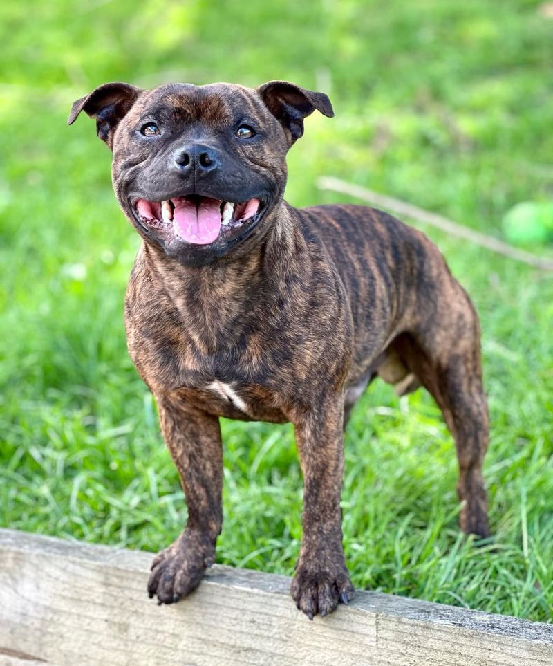 Staffordshire Bull Terrier