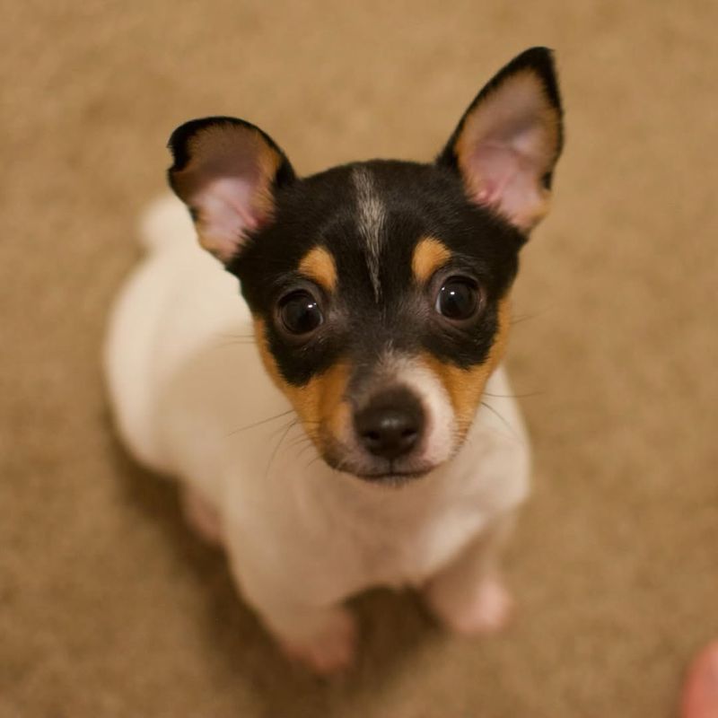 Toy Fox Terrier