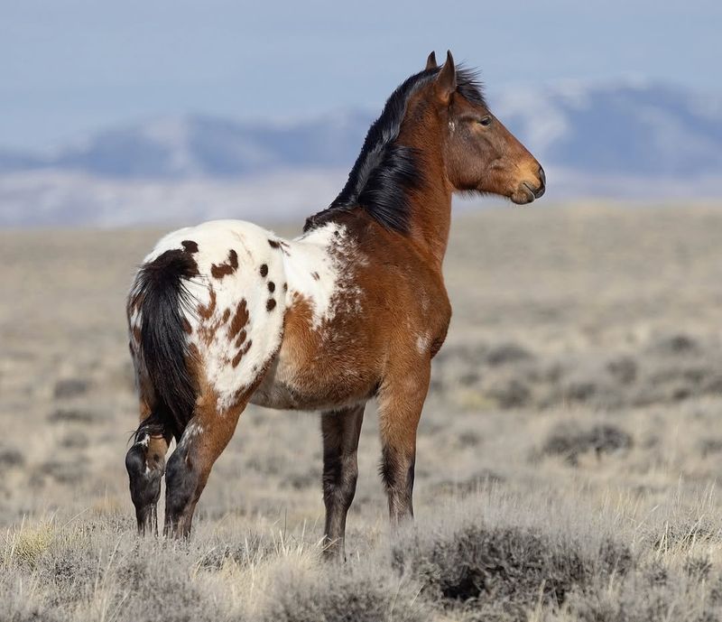 Appaloosa