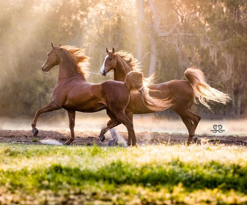 American Saddlebred ($8,000 – $60,000)