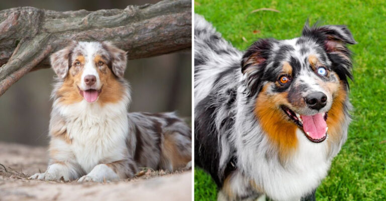 American Shepherd VS. Australian Shepherd: 10 Differences Between These Similar Pups