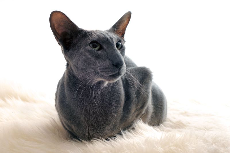 Oriental Shorthair