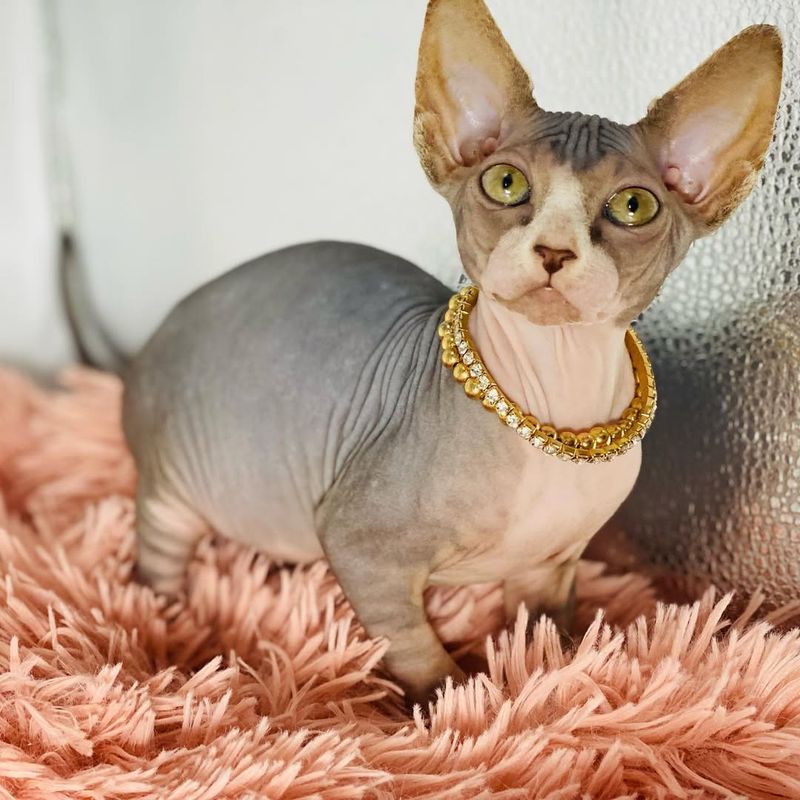 Sphynx