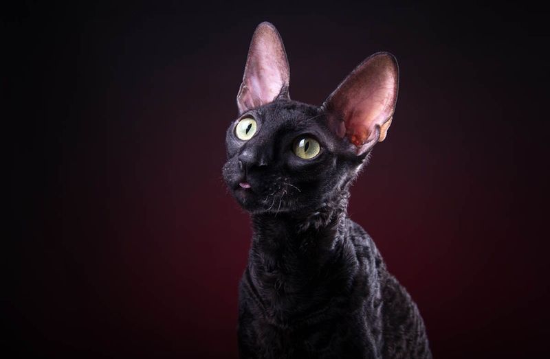 Cornish Rex