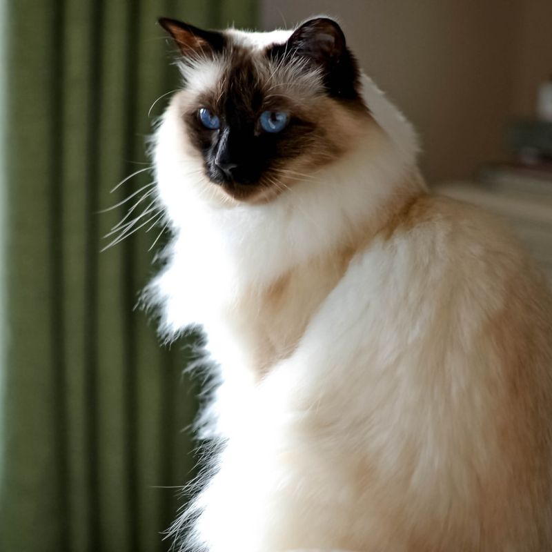 Birman