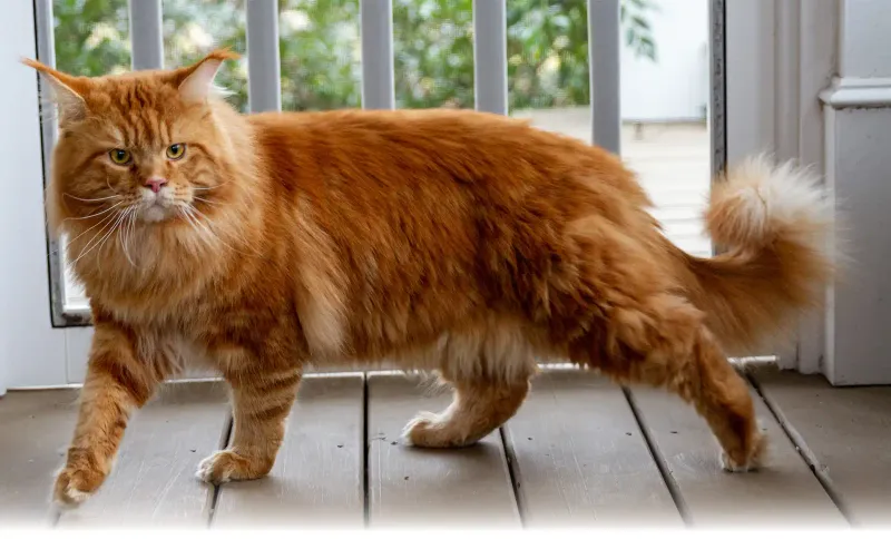 Maine Coon