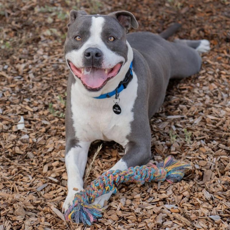 American Pit Bull Terrier