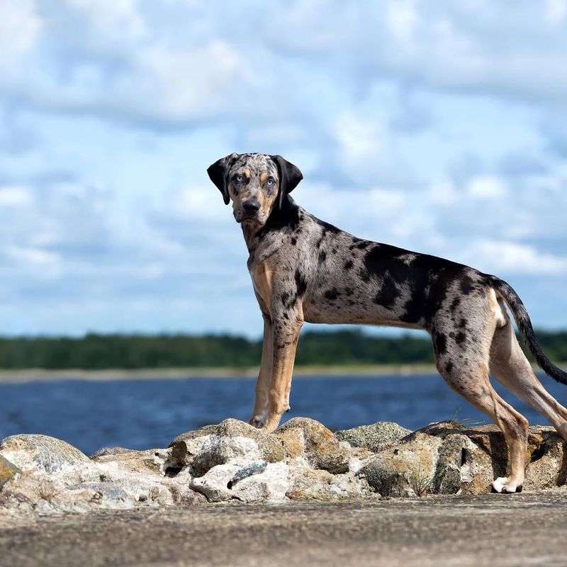 Catahoula Leopard Dog