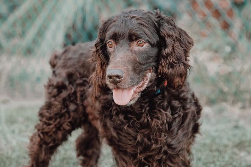 American Water Spaniel