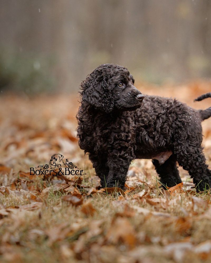 Irish Water Spaniel