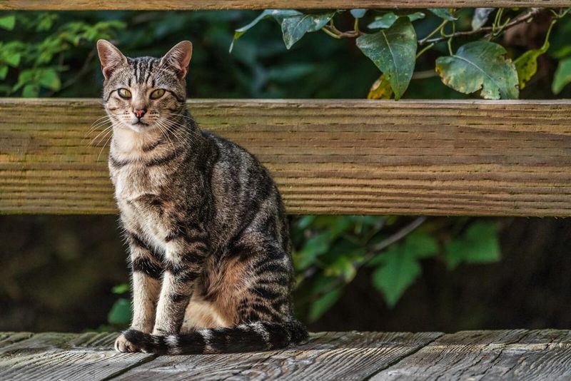 American Wirehair