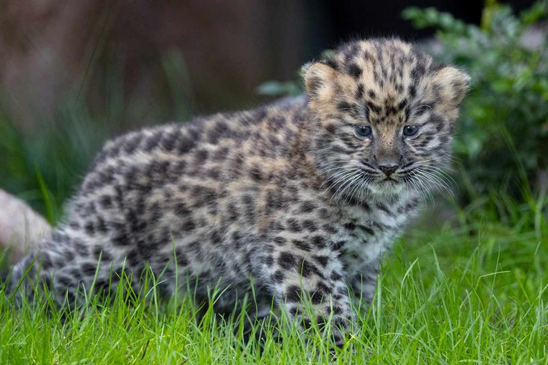 Amur Leopard